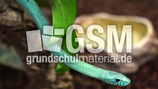 Grüne Mamba (3).jpg
